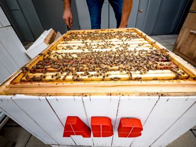 did you know bees.jpg